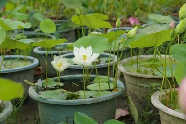 盆栽荷花的越冬方法，需放置在室内进行管理