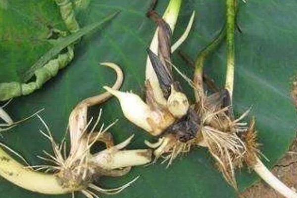 盆栽荷花的越冬方法，需放置在室内进行管理