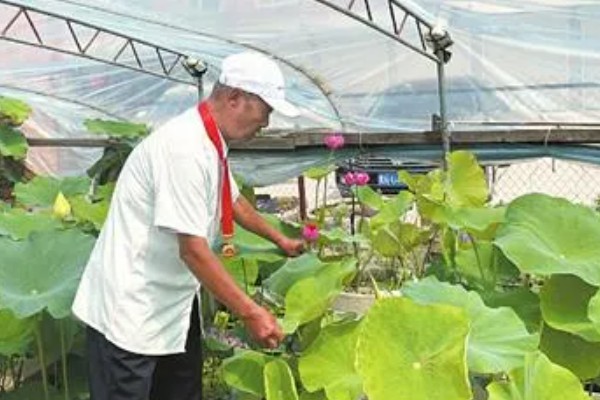 盆栽荷花的越冬方法，需放置在室内进行管理
