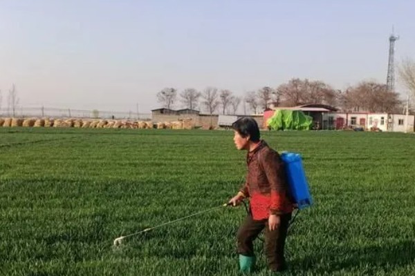 麦田除草剂有什么作用,抑制杂草的光合作用并致死