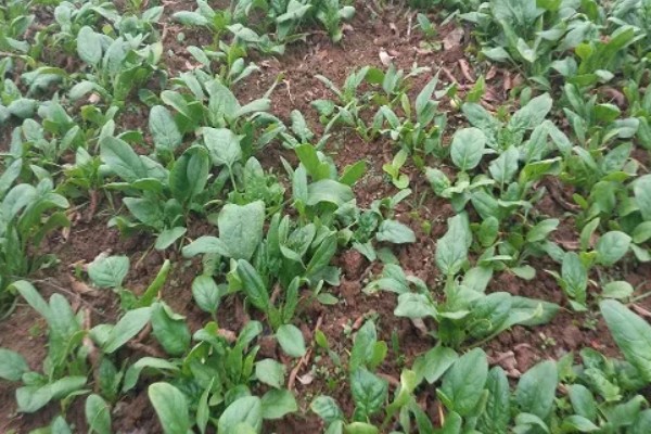 菠菜炭疽病的防治方法，播种前用温水浸种消毒