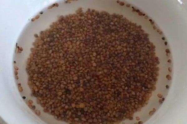 菠菜炭疽病的防治方法，播种前用温水浸种消毒
