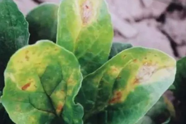 菠菜炭疽病的防治方法，播种前用温水浸种消毒