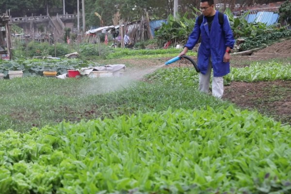 菠菜炭疽病的防治方法，播种前用温水浸种消毒