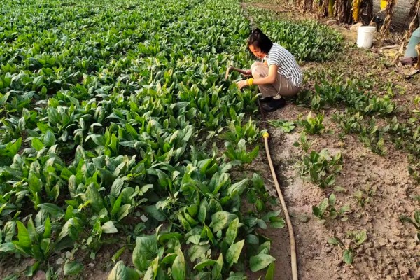 菠菜炭疽病的防治方法，播种前用温水浸种消毒