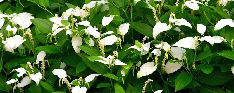 哪些室内植物耐寒耐阴且四季常青，常见风车茉莉、口红吊兰等品种