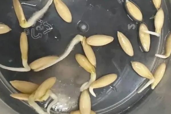 黄瓜种子如何处理出苗快，播种前需晒种、浸种
