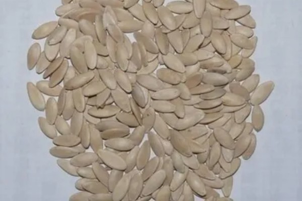 黄瓜种子如何处理出苗快，播种前需晒种、浸种
