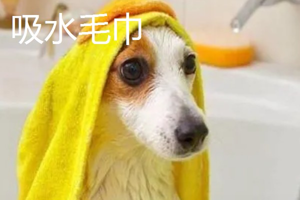 为什么要对宠物做日常护理,有助于宠物保持健康