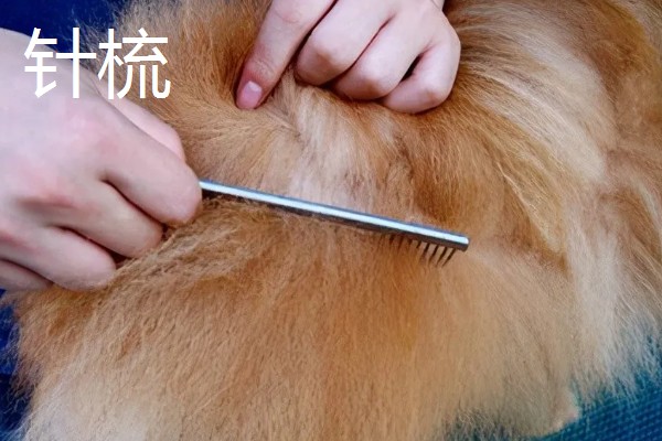 为什么要对宠物做日常护理,有助于宠物保持健康