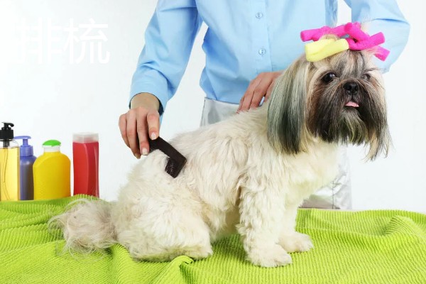 为什么要对宠物做日常护理,有助于宠物保持健康