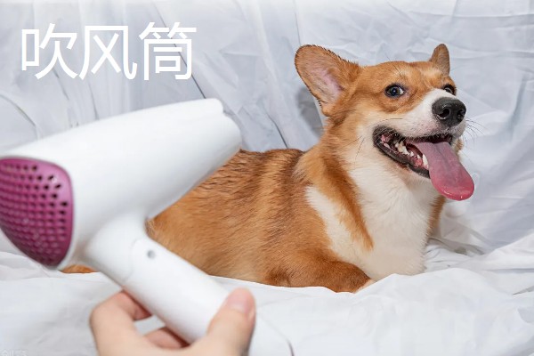 为什么要对宠物做日常护理,有助于宠物保持健康
