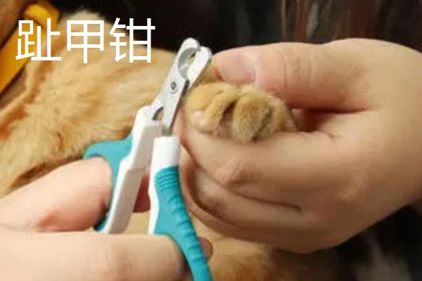 为什么要对宠物做日常护理,有助于宠物保持健康