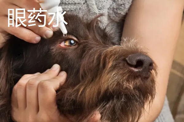 为什么要对宠物做日常护理,有助于宠物保持健康