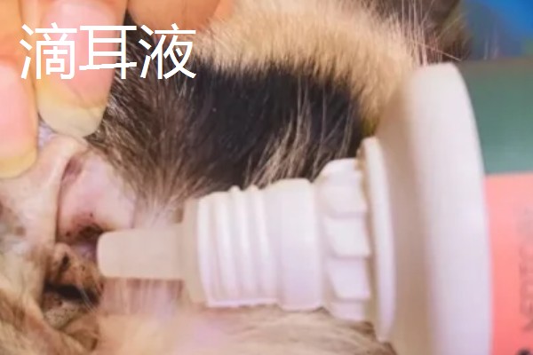 为什么要对宠物做日常护理,有助于宠物保持健康