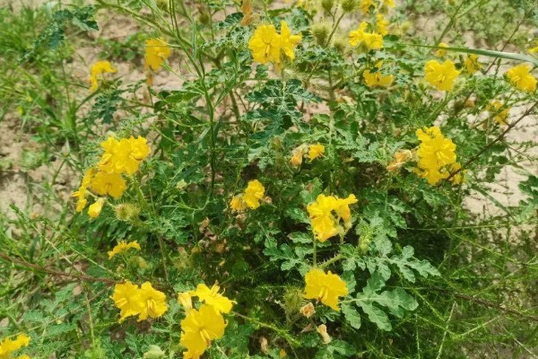 黄花刺茄有什么危害，会破坏植物的生态平衡