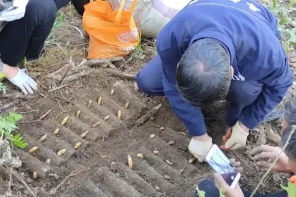 升麻如何种植,播种时间可在春秋两季进行