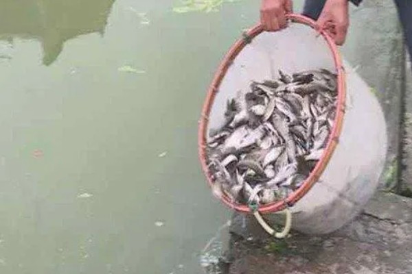 梭子蟹怎么养殖，夏季每周换2次水