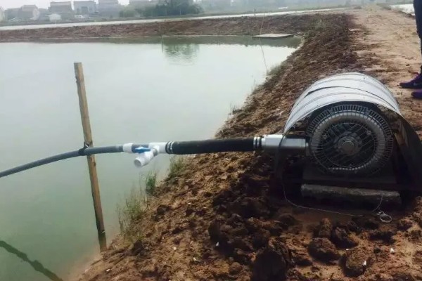 梭子蟹怎么养殖，夏季每周换2次水