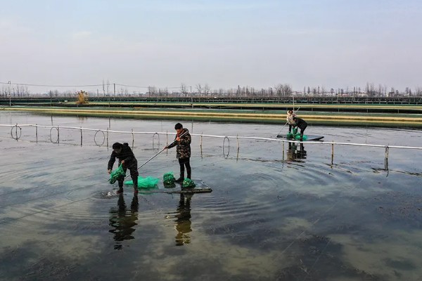 梭子蟹怎么养殖，夏季每周换2次水