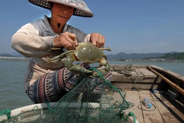 梭子蟹怎么养殖，夏季每周换2次水