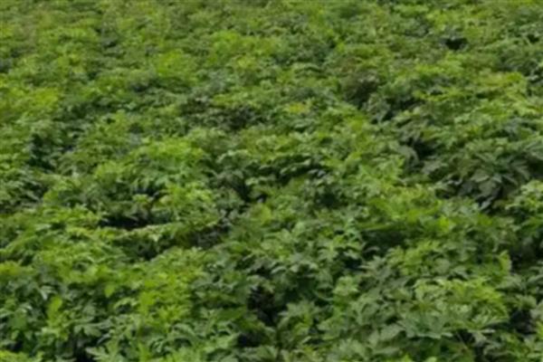 前胡的收获时间,一般在10月份成熟收获