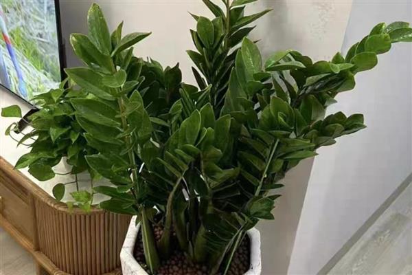金钱树开花的预兆，寓意好运到来、财源滚滚等