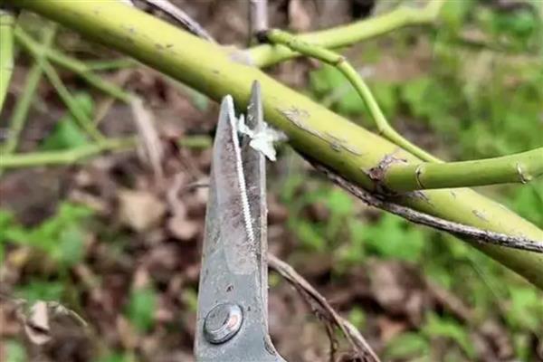 怎么给月季花搭架,用木棍制成篱笆架再把枝蔓牵引到架上