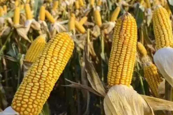 夏玉米有什么好品种,郑单958、农大84等品种值得考虑