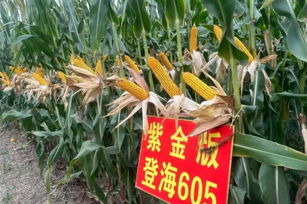 夏玉米有什么好品种,郑单958、农大84等品种值得考虑