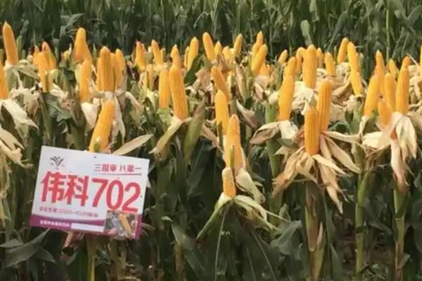 夏玉米有什么好品种,郑单958、农大84等品种值得考虑