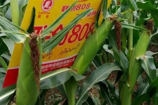 夏玉米有什么好品种,郑单958、农大84等品种值得考虑