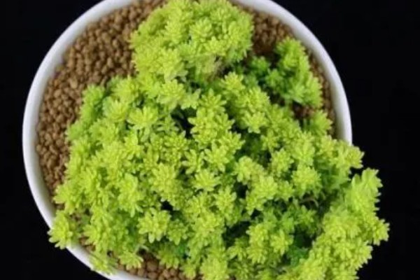 一盆黄金草的价格,零售价可能只要3-5元