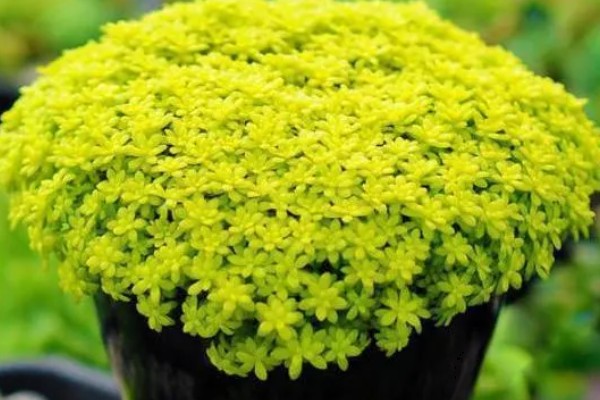 一盆黄金草的价格,零售价可能只要3-5元