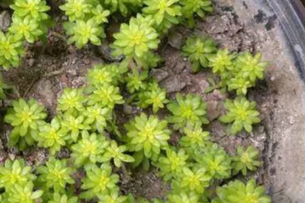 一盆黄金草的价格,零售价可能只要3-5元