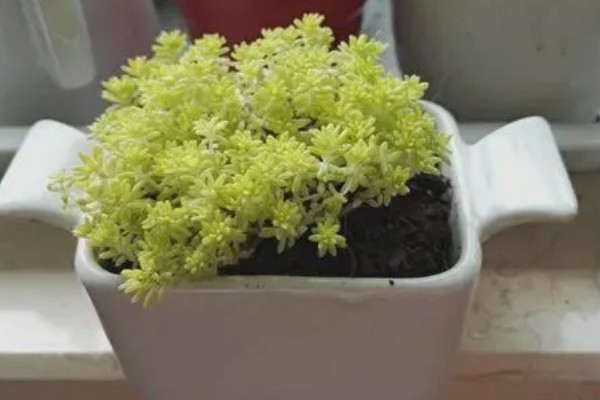 一盆黄金草的价格,零售价可能只要3-5元