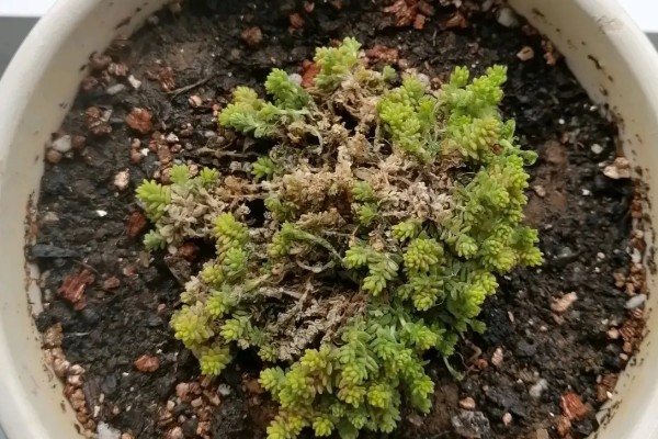 一盆黄金草的价格,零售价可能只要3-5元