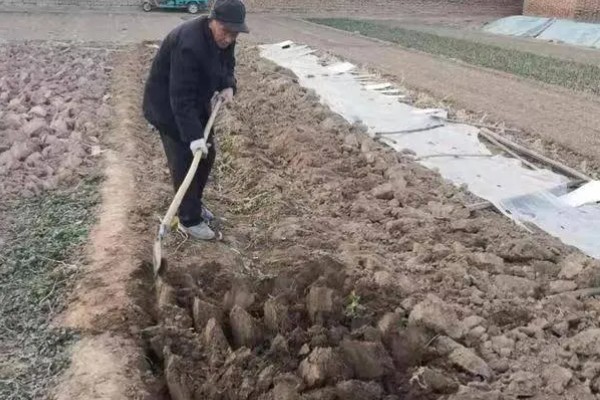 土壤连作障碍怎么解决,与其它作物进行轮作