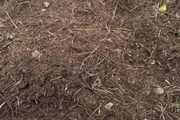 土壤连作障碍怎么解决,与其它作物进行轮作