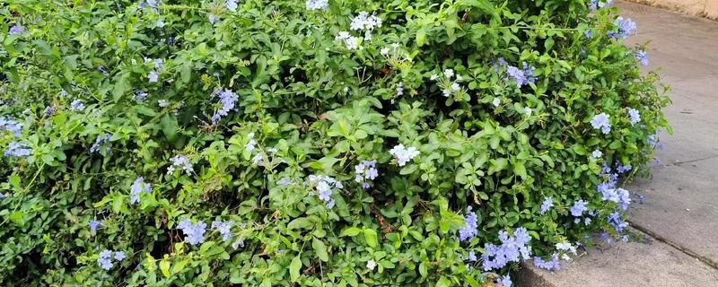 蓝花丹的养殖方法，每天至少要有10小时的光照