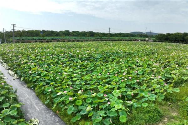 旱地莲藕怎么种植，排藕后保持浅水位