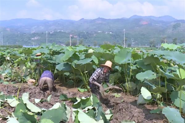 旱地莲藕怎么种植，排藕后保持浅水位