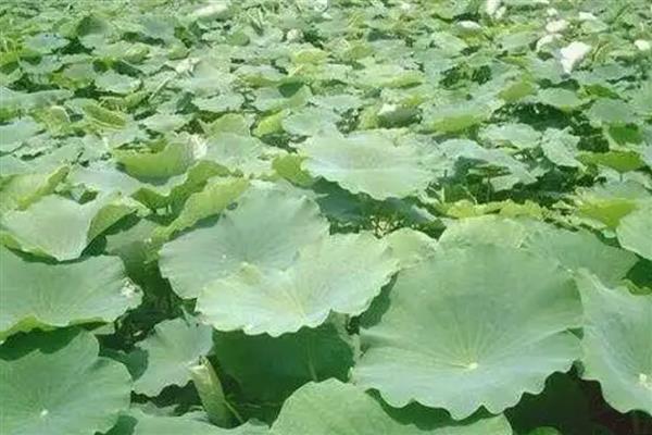 旱地莲藕怎么种植，排藕后保持浅水位