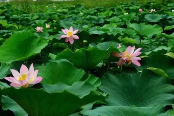 旱地莲藕怎么种植，排藕后保持浅水位