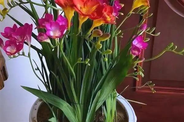 香雪兰开完花如何处理，把残花和弱枝剪除并提供水肥