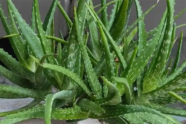 哪些室内植物耐寒耐阴且四季常青,常见风车茉莉、口红吊兰等品种