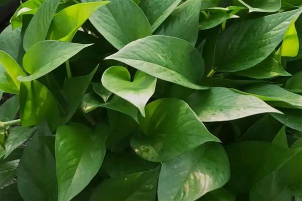 哪些室内植物耐寒耐阴且四季常青,常见风车茉莉、口红吊兰等品种