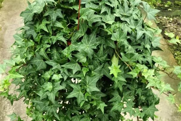 哪些室内植物耐寒耐阴且四季常青,常见风车茉莉、口红吊兰等品种