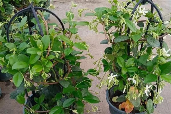 哪些室内植物耐寒耐阴且四季常青,常见风车茉莉、口红吊兰等品种