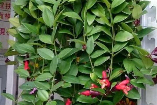 哪些室内植物耐寒耐阴且四季常青,常见风车茉莉、口红吊兰等品种